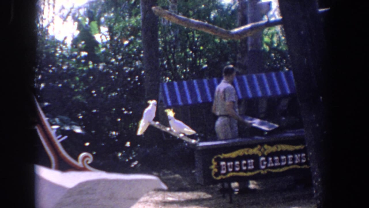 Adult man stands near two white cockatoos beside a Busch Gardens sign in a shaded garden setting.