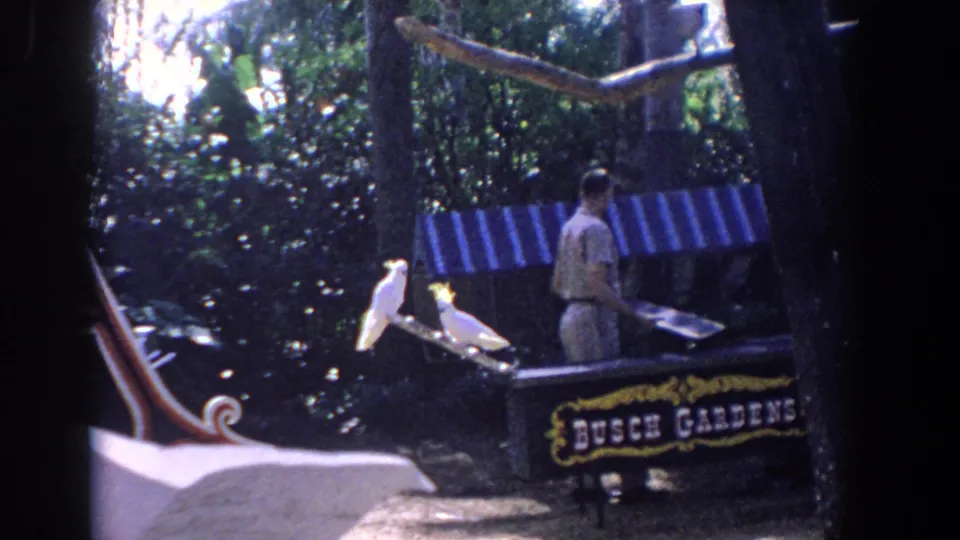 1958 Florida 8mm frame showing an adult man at a Busch Gardens station with two white cockatoos on a wooden perch.