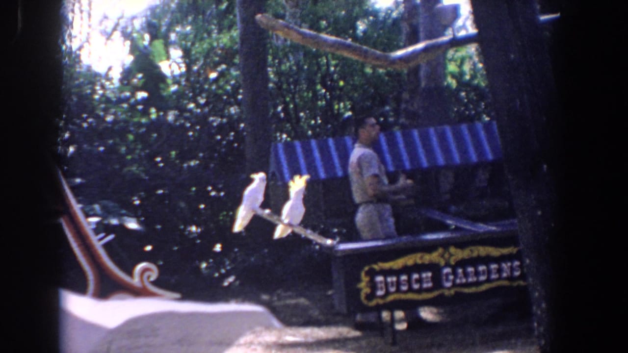 Adult man at Busch Gardens in Florida stands near two perched white cockatoos under trees and a striped awning.