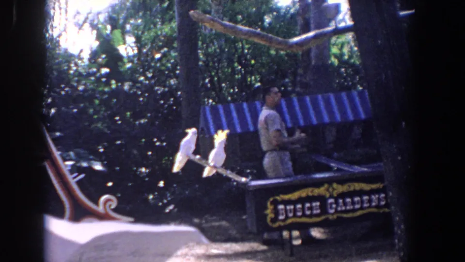 Adult man at Busch Gardens in Florida stands near two perched white cockatoos under trees and a striped awning.