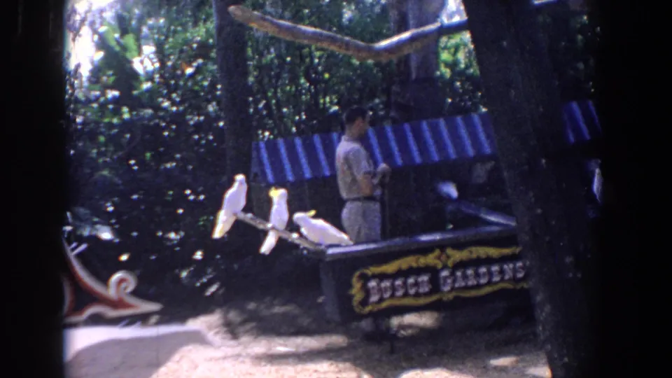 Closing 1958 Florida 8mm frame showing two white cockatoos, an adult man, and a Busch Gardens sign in a shaded garden attraction.