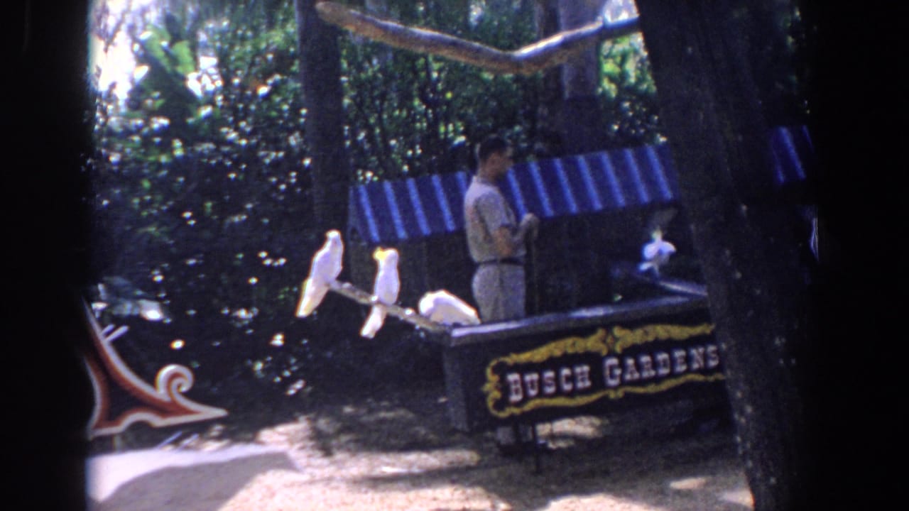 1958 Florida 8mm frame showing white cockatoos on a branch, a male handler, and a readable Busch Gardens sign in a leafy attraction setting.