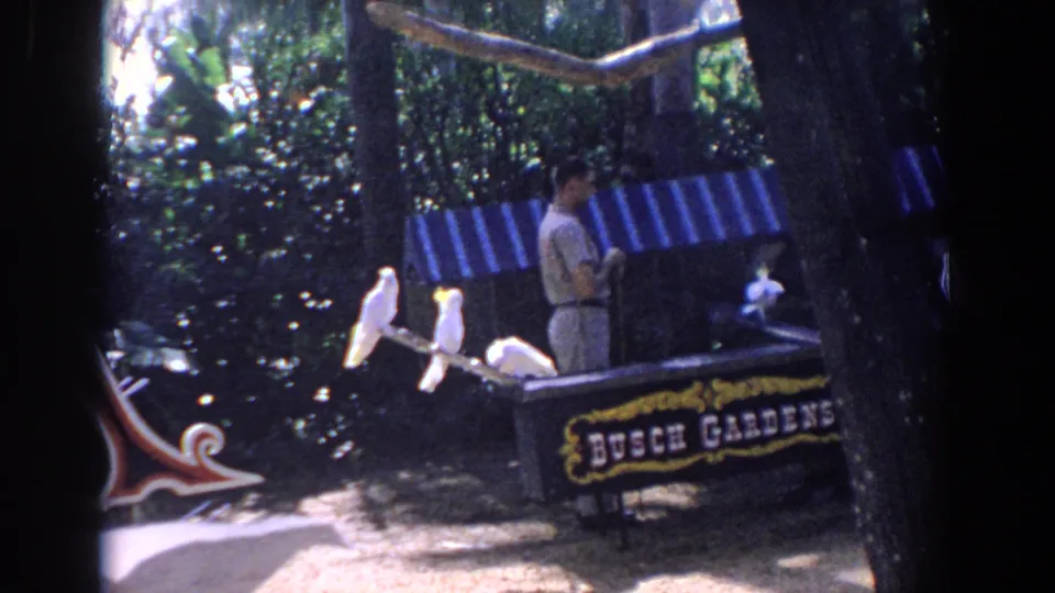 1958 Florida 8mm frame showing white cockatoos on a branch, a male handler, and a readable Busch Gardens sign in a leafy attraction setting.