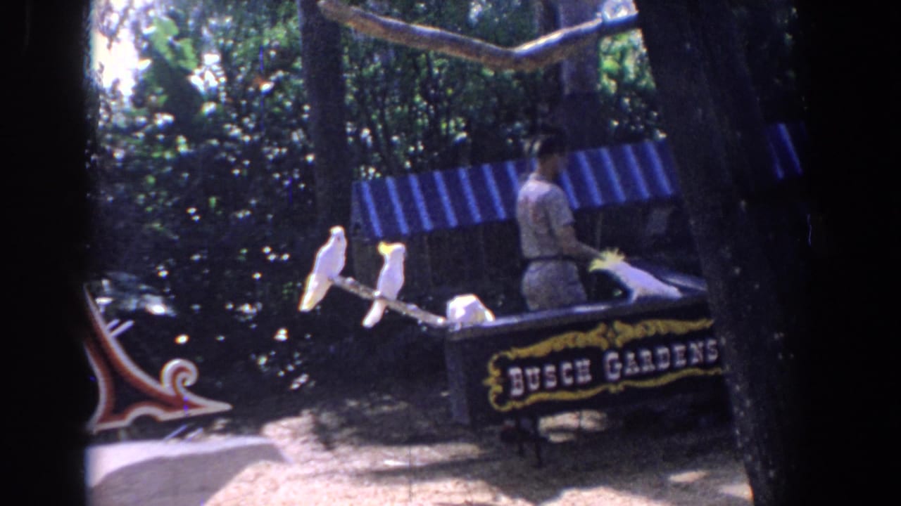 1958 Florida home-movie frame with perched cockatoos, a handler in light clothing, dense trees, and Busch Gardens signage partly in view.