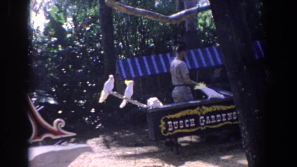 1958 Florida home-movie frame with perched cockatoos, a handler in light clothing, dense trees, and Busch Gardens signage partly in view.