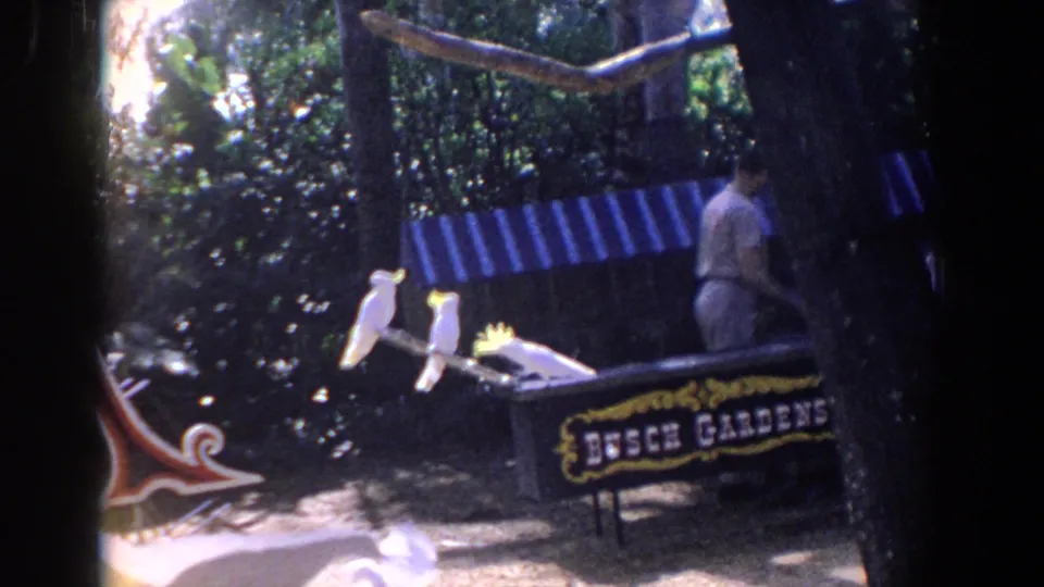1958 Florida 8mm still showing cockatoos on a branch, one with a raised yellow crest, with handler and Busch Gardens sign in the background.