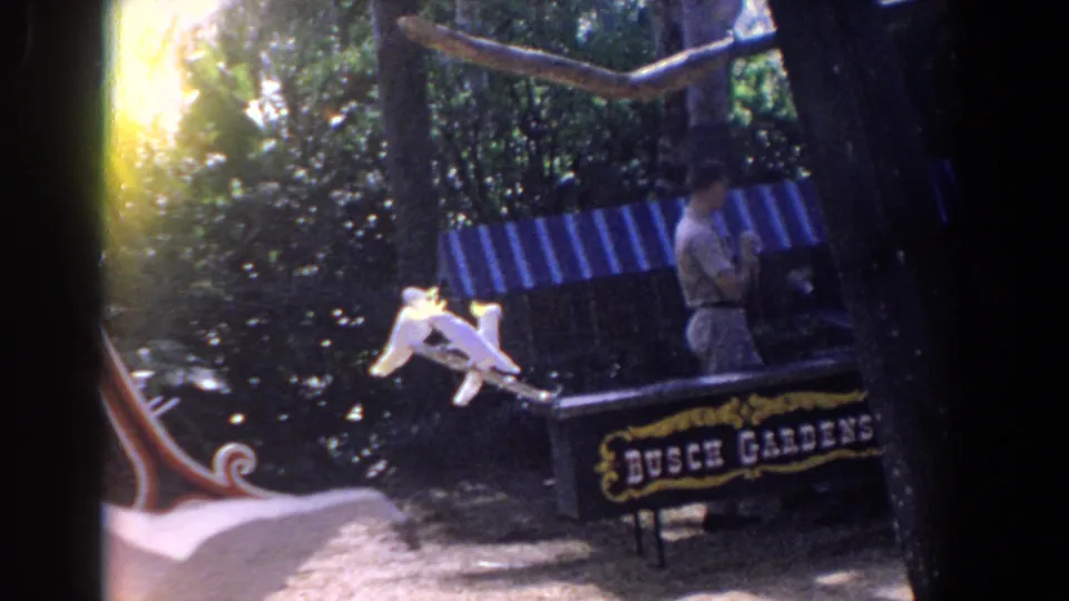 1958 Florida home-movie frame with cockatoos shifting on a perch, a handler nearby, Busch Gardens sign, trees, and bright film flare at left.