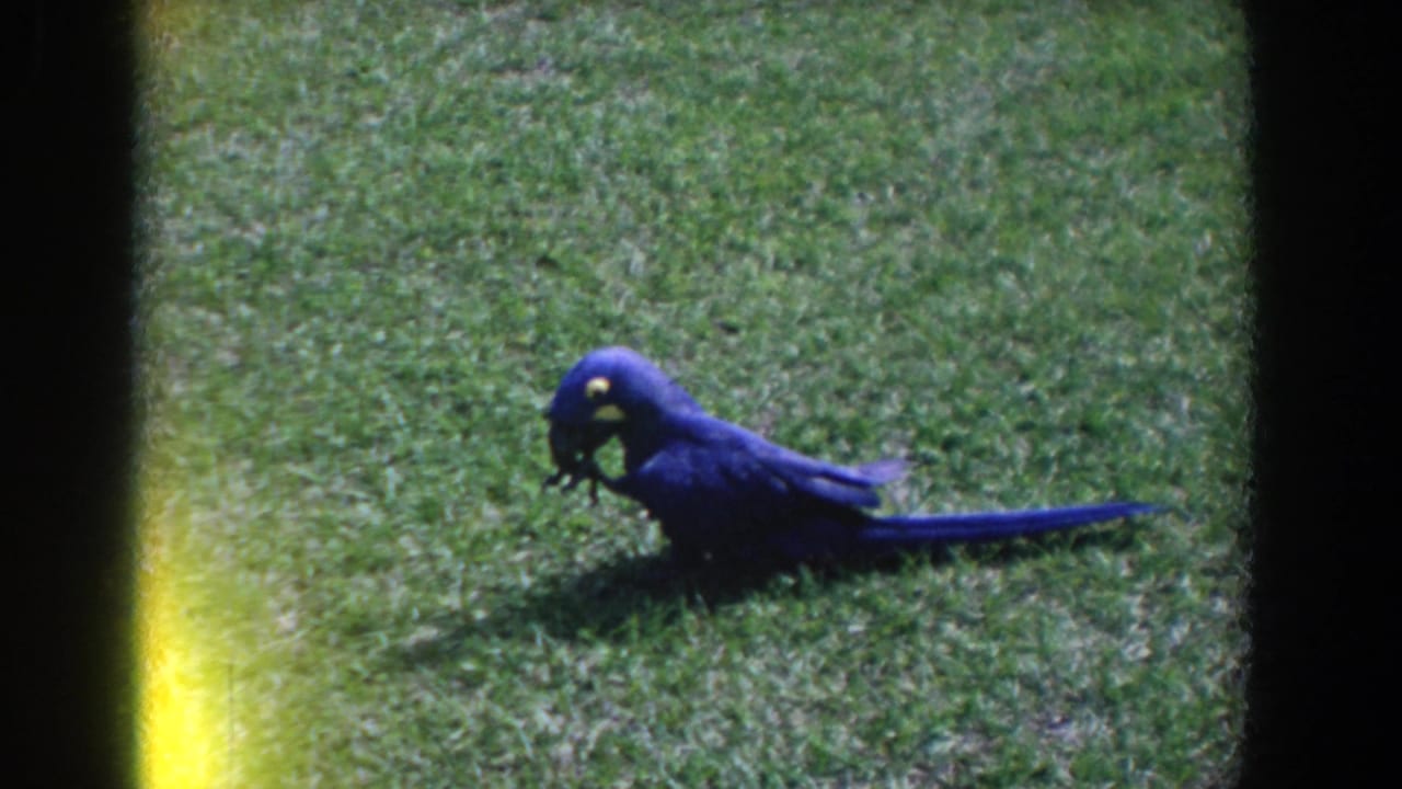 Blue parrot on grass with its beak near a small object.
