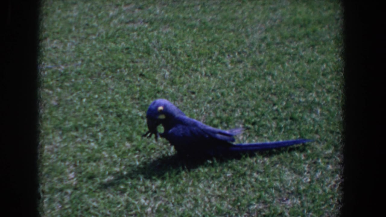 Blue parrot standing on grass with a long tail extended behind it.