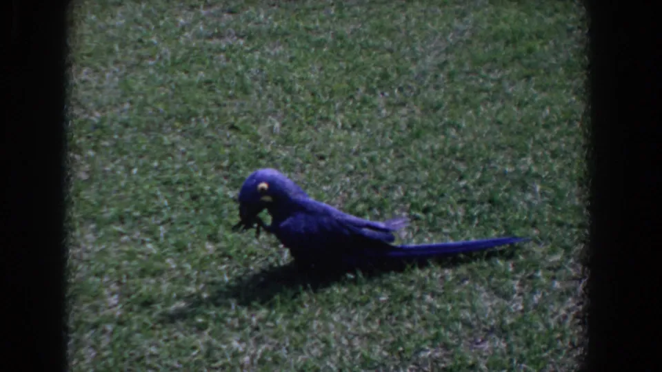 Blue parrot bending toward the grass, apparently pecking at a bug or small object in the lawn.