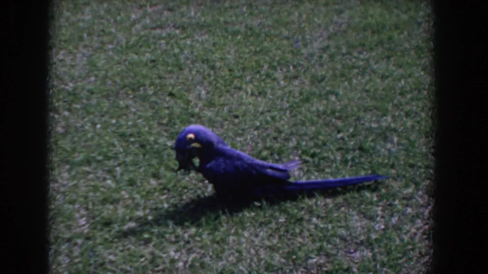 Blue parrot on a Florida lawn, head lowered toward the grass as the home-movie frame holds steady.
