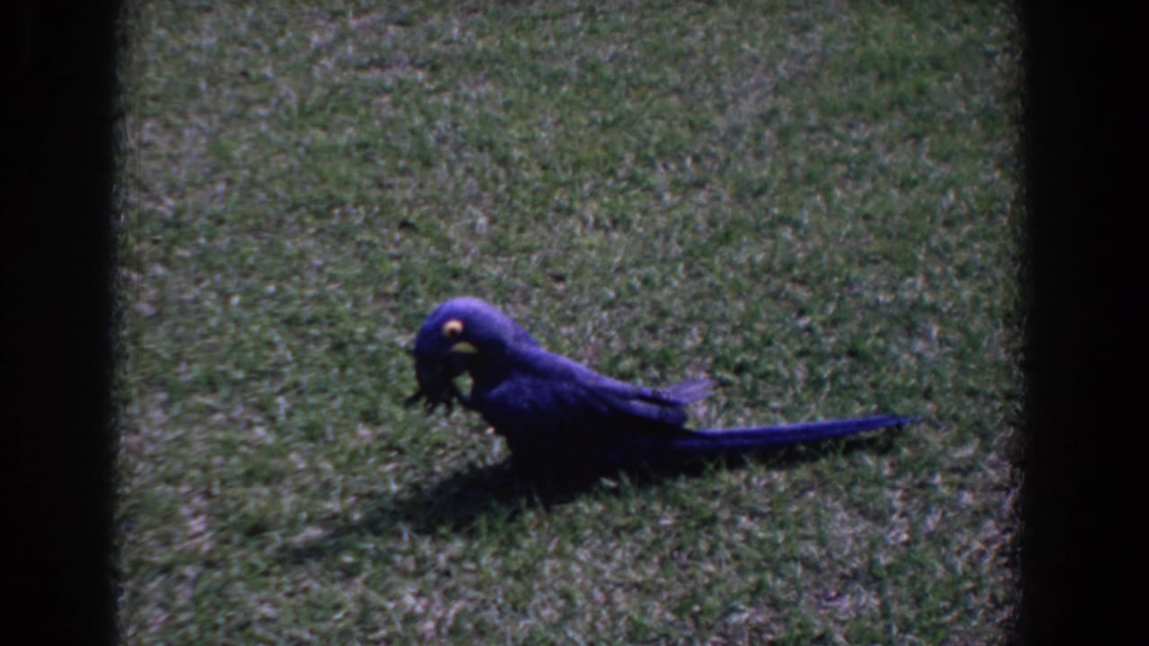 Blue parrot standing alone on grass within a dark film frame border.