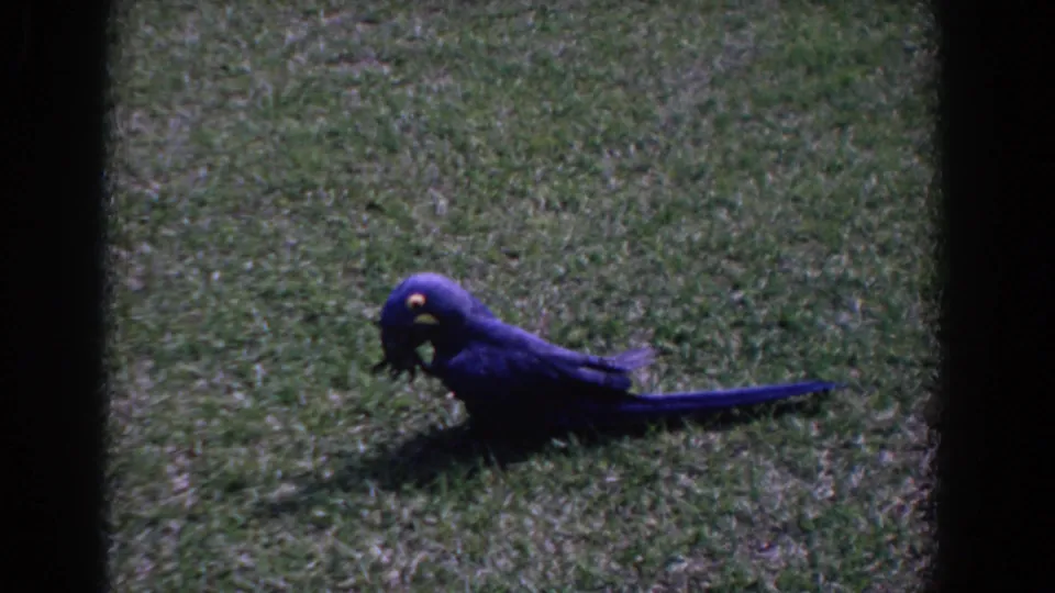 1958 Florida 8mm frame showing a blue parrot standing on green grass, filmed from a low visitor viewpoint.