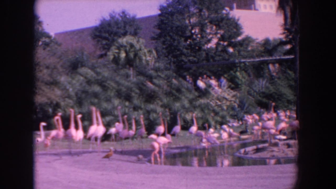 Pink flamingos gathered beside a pond with tropical plants behind them.