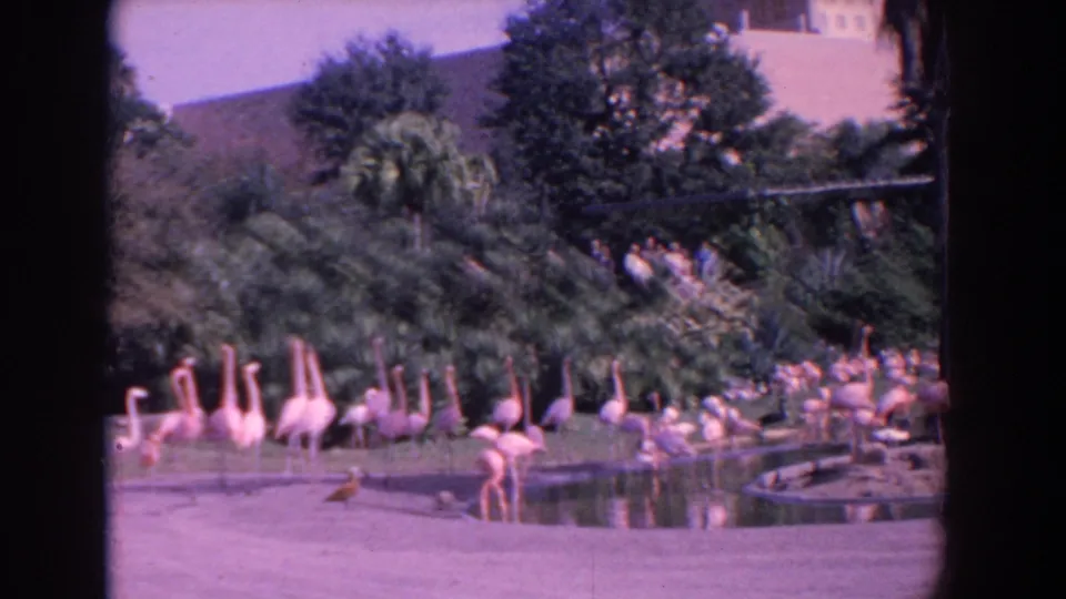 1958 Florida 8mm frame of pink flamingos near a pond, backed by palms, shrubs, and a distant building edge.