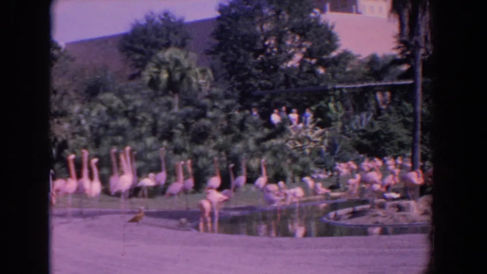 1958 Florida 8mm frame holding on flamingos around a pond, with greenery, pavement, and soft faded color.