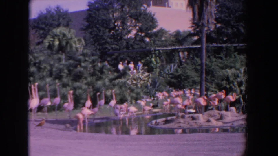 1958 Florida 8mm frame showing flamingos by a pond, tropical planting, and small distant human figures in the background.