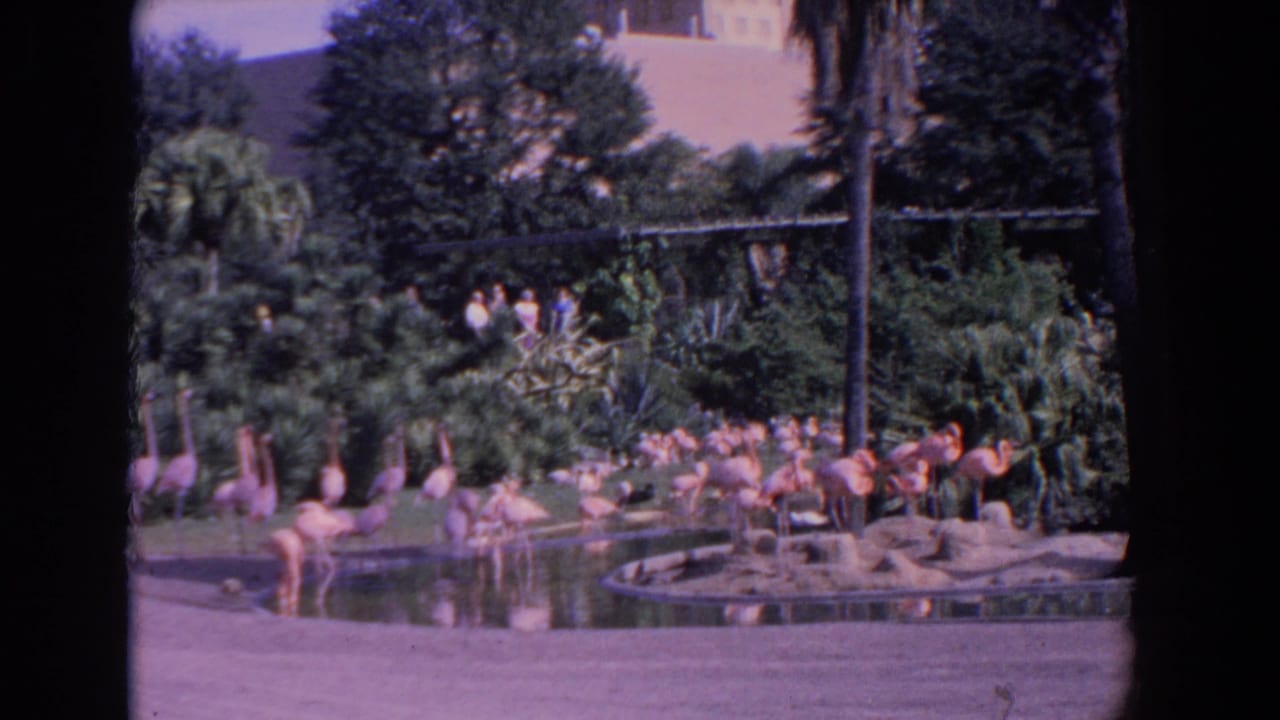1958 Florida 8mm frame showing flamingos beside an artificial pond, with lush planting and distant zoo visitors in light clothing.