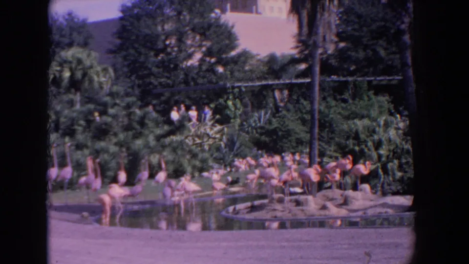 1958 Florida 8mm frame showing flamingos beside an artificial pond, with lush planting and distant zoo visitors in light clothing.