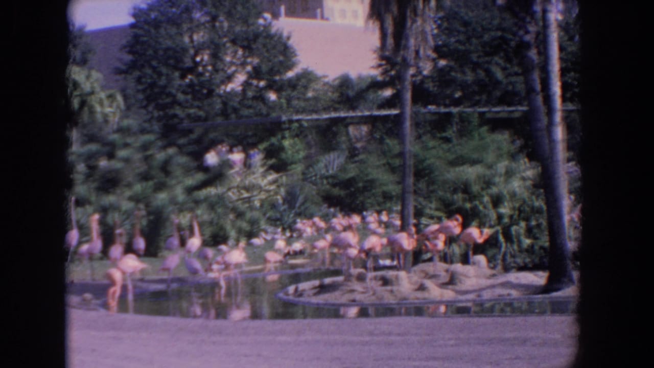 Flamingos cluster around a pond in a landscaped zoo area with trees and visitors in the background.
