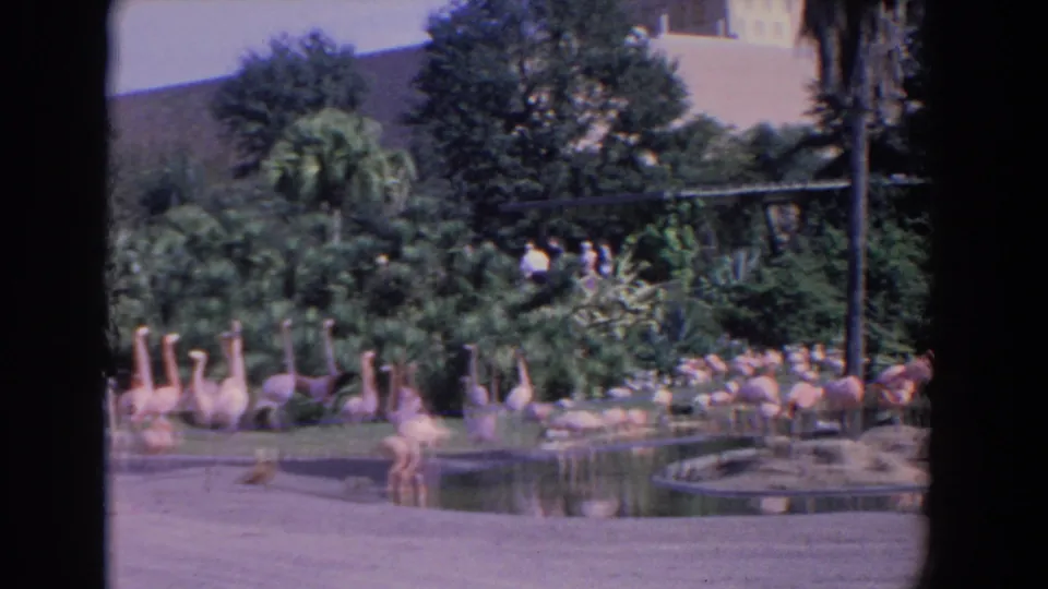 Vintage 8mm footage from Florida in 1958 shows tall pink flamingos near a concrete-edged pond and a busy green zoo backdrop.