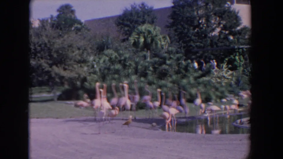 The final 1958 Florida frame shows flamingos beside a landscaped pond, with palm greenery and distant visitors partly obscured by foliage.