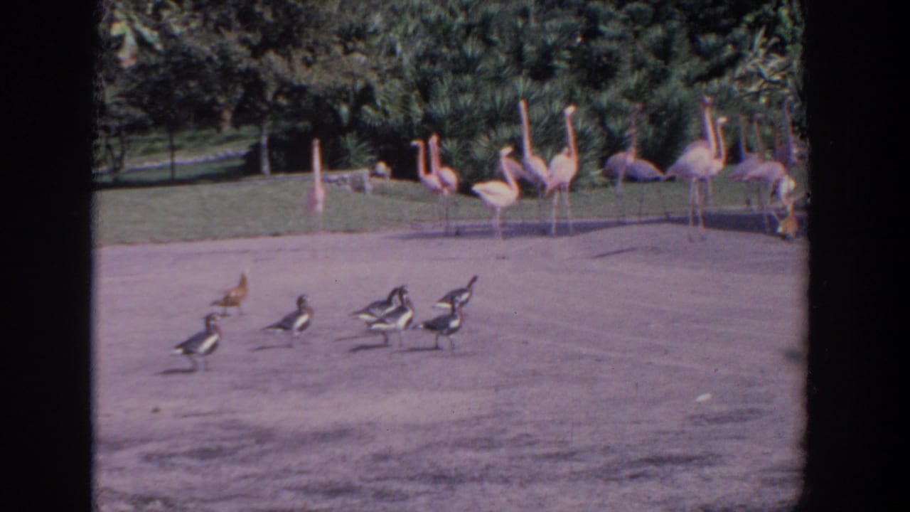 1958 Florida 8mm frame showing flamingos near a lawn while ducks or geese move across a paved park path.