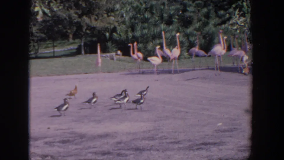 1958 Florida 8mm frame showing flamingos near a lawn while ducks or geese move across a paved park path.