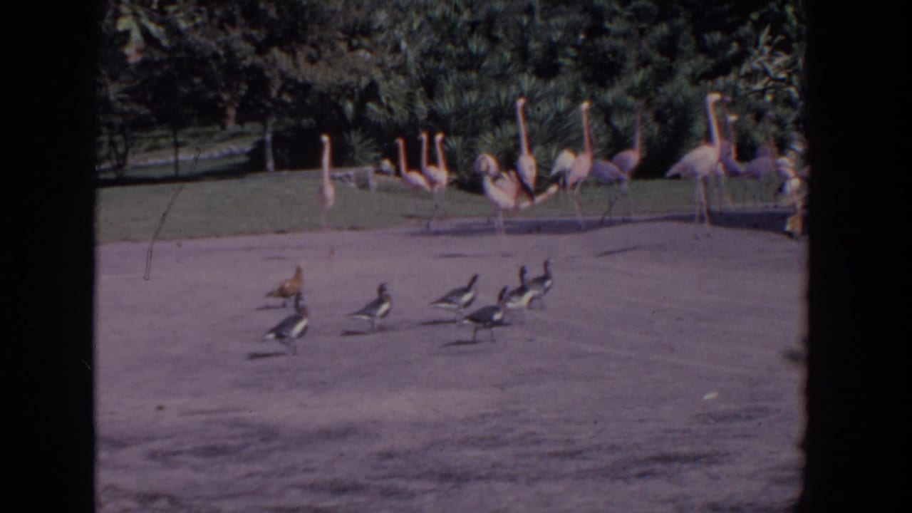 Several ducks or geese walk across the foreground as flamingos remain grouped near a grassy edge in 1958 Florida home-movie footage.