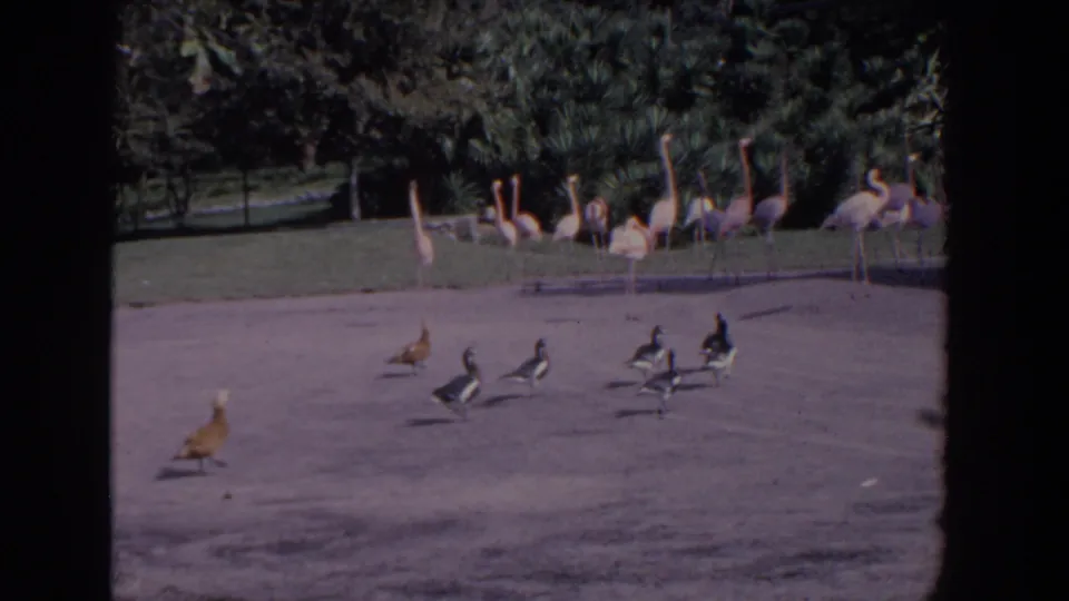 A 1958 Florida park view shows ducks or geese scattered on a path, with flamingos and dense green planting behind them.