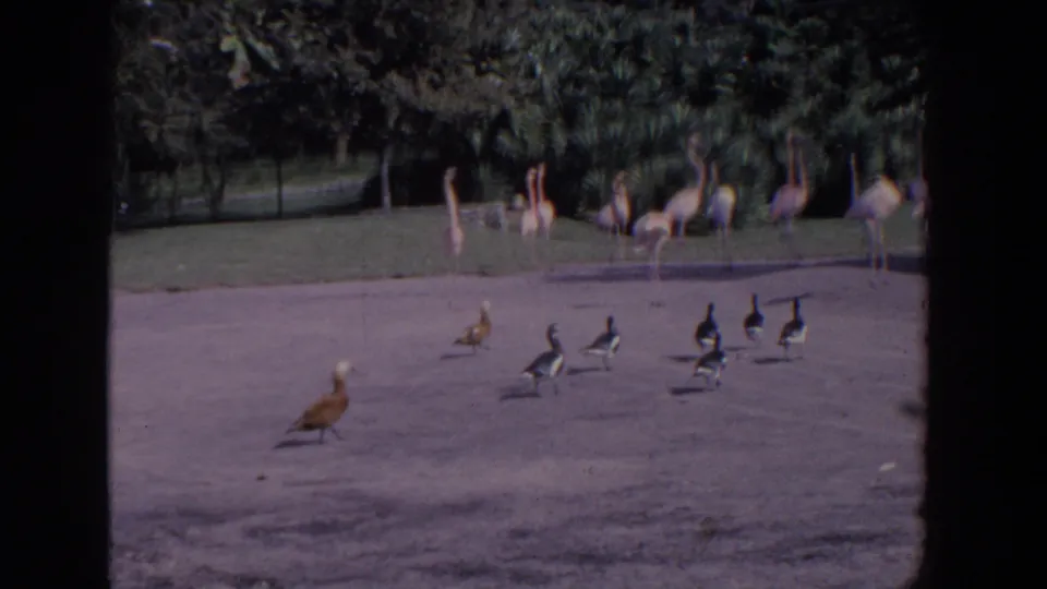 In this 1958 Florida home-movie frame, one brown duck or goose stands forward while other waterfowl cross before flamingos in a park enclosure.