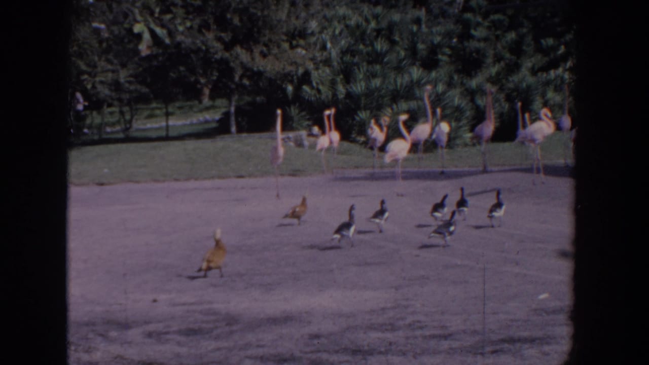 1958 Florida 8mm frame showing flamingos in the background and ducks or other waterfowl crossing sand inside a tropical enclosure.