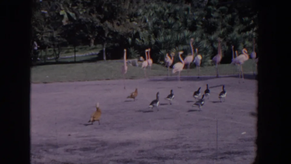 1958 Florida 8mm frame showing flamingos in the background and ducks or other waterfowl crossing sand inside a tropical enclosure.