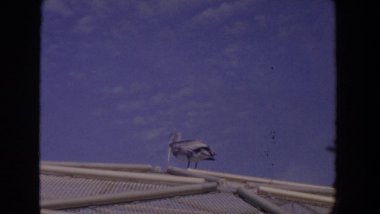 1958 Florida 8mm frame with a pelican or similar large waterbird perched on a low enclosure edge under a bright blue sky.