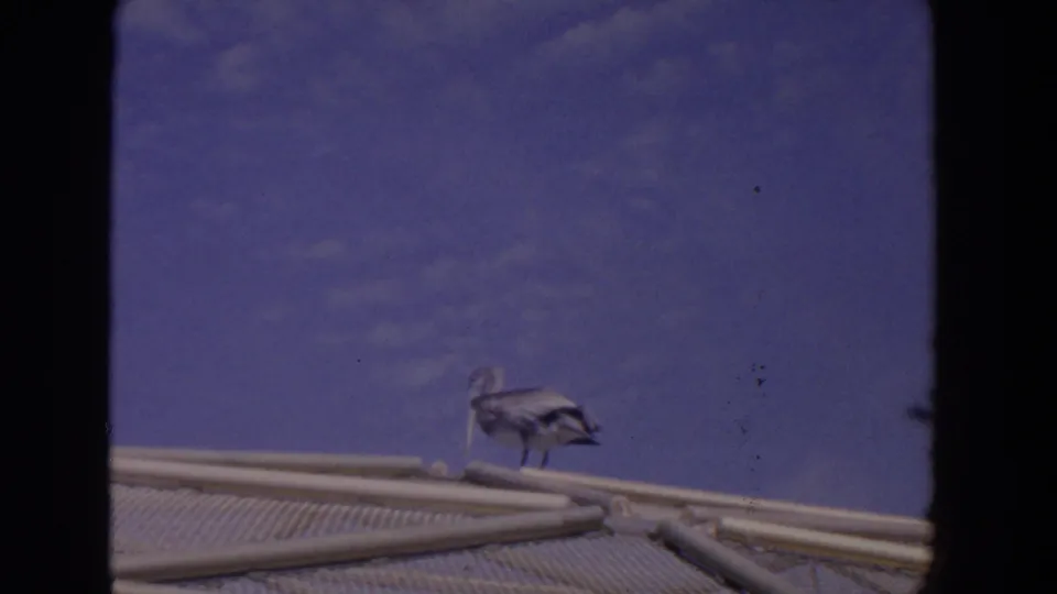 1958 Florida 8mm frame with a pelican or similar large waterbird perched on a low enclosure edge under a bright blue sky.