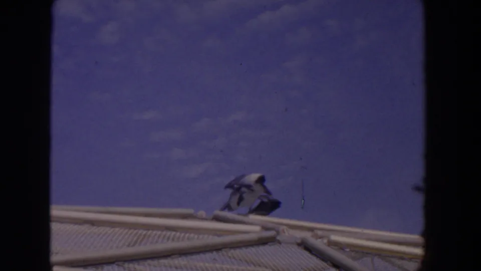 1958 Florida 8mm frame showing a pelican-like bird bending or settling near a low barrier, with sky and enclosure structure visible.