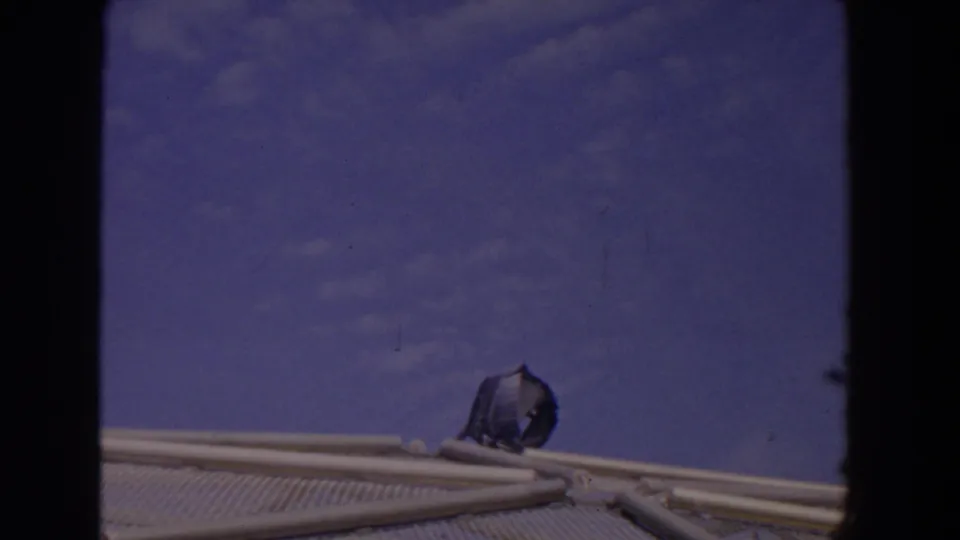 1958 Florida 8mm frame showing a pelican on a mesh-covered outdoor structure under a blue sky.