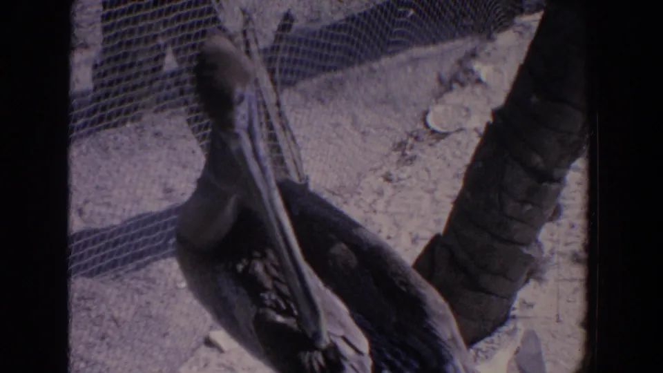 1958 Florida 8mm frame showing the pelican leaning down as if preening on the mesh-covered structure.