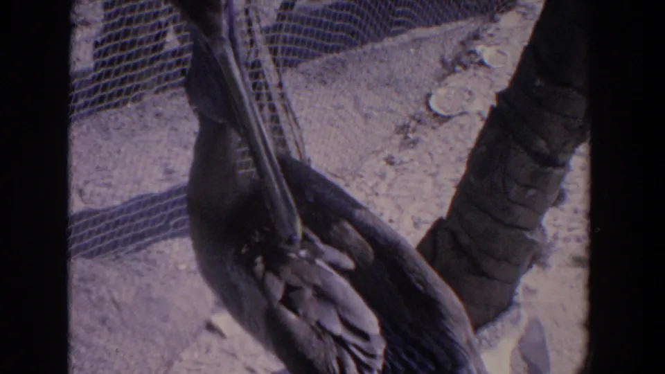 1958 Florida home-movie frame with a pelican preening near a dark post and pale rail on an outdoor mesh structure.