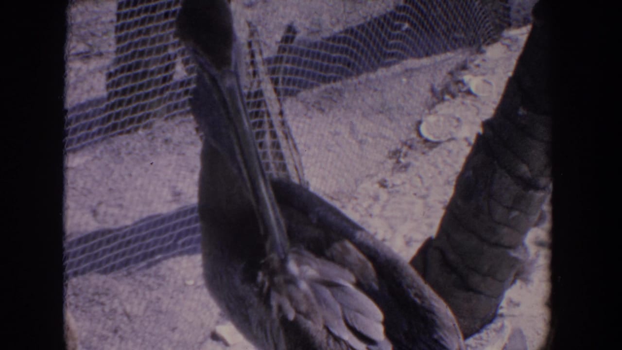 1958 Florida 8mm frame showing a dark pelican in a zoo enclosure beside sandy ground and wire mesh fencing.