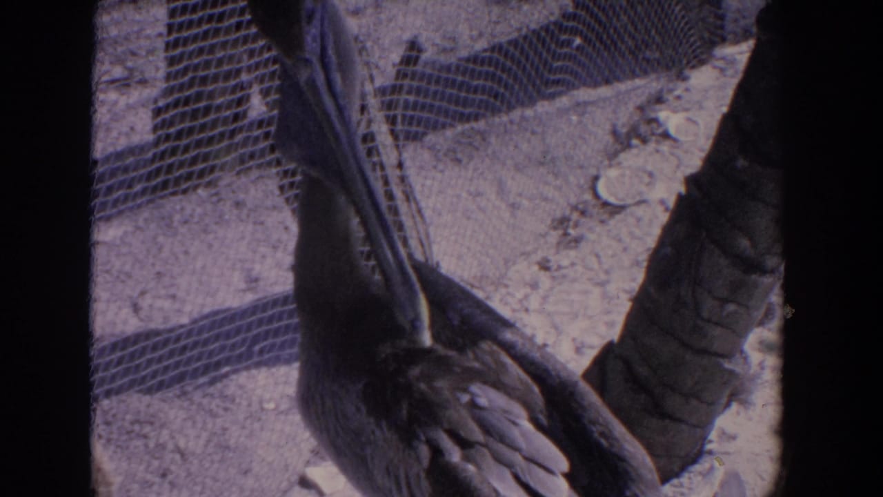 Close 8mm view of a dark pelican preening or holding its bill against feathers inside a Florida zoo enclosure.