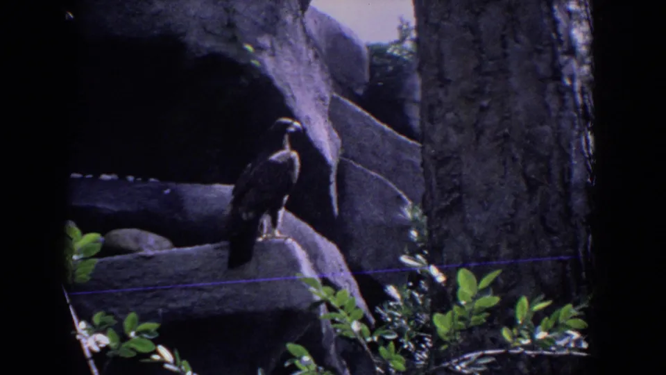 1958 Florida home-movie frame showing a large dark bird of prey perched on artificial rockwork in a zoo-like exhibit.