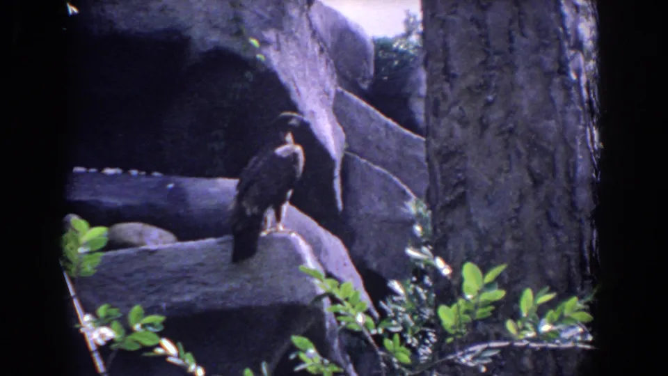 A dark raptor-like bird remains perched on rockwork in a Florida zoo exhibit, with tree bark and green foliage visible.