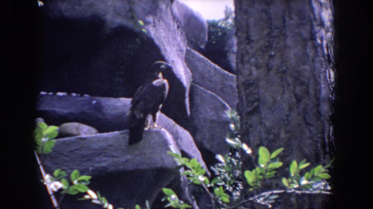 Dark bird perched on rocks beside green leaves and a tree trunk.