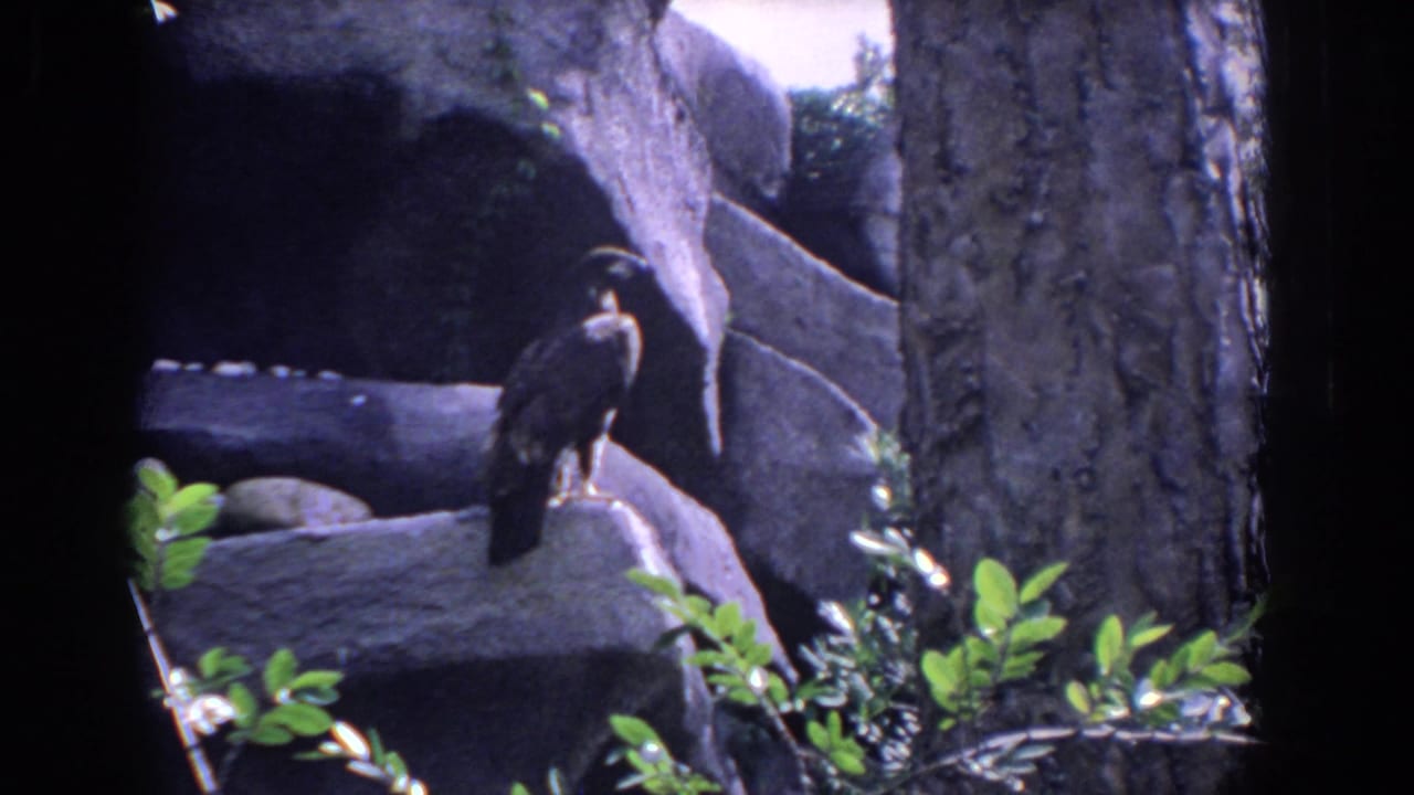 Dark bird remains perched on rocks with foliage and tree trunk nearby.