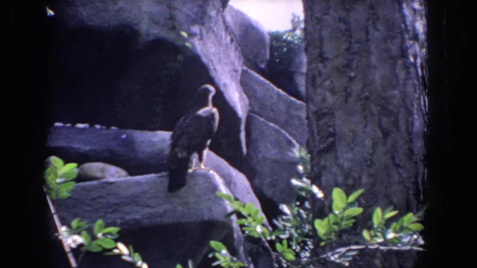 1958 Florida 8mm frame continuing the view of a dark bird on rocks, framed by foliage and a tree trunk.