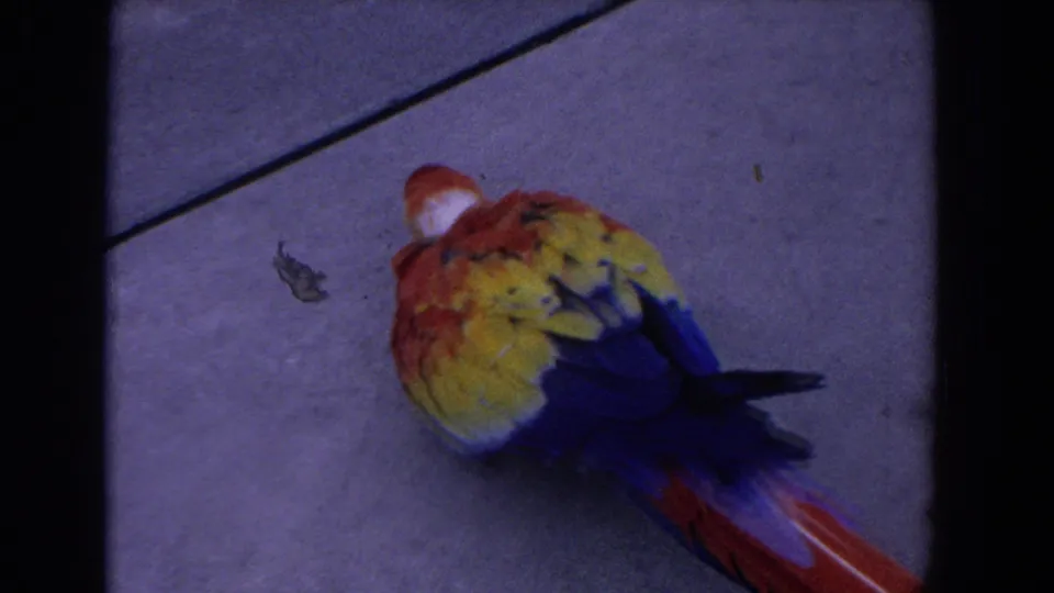 1958 Florida 8mm frame showing a brightly colored parrot lying on a concrete surface after the bird-on-rocks shots.