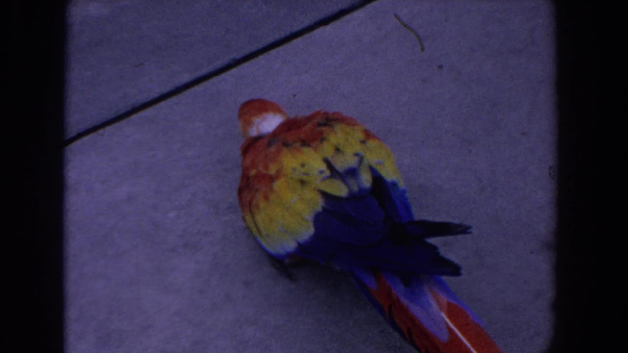 Scarlet macaw on concrete pavement near the edge of a film frame.