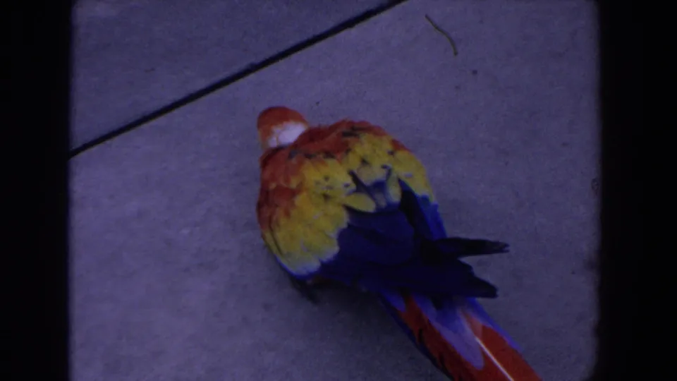 A scarlet macaw with red, yellow, and blue feathers walks on pavement in 1958 Florida home-movie footage.