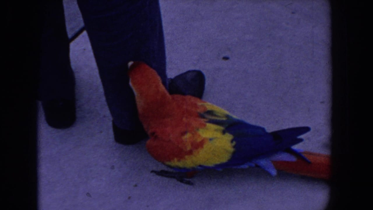 A scarlet macaw stands near a person's legs and black shoes on pavement in 1958 Florida footage.
